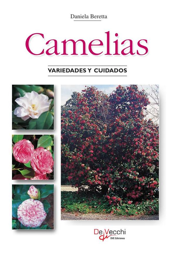 Camelias