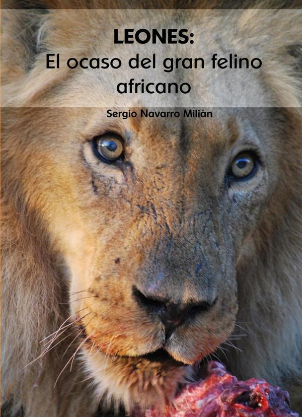 LEONES: El ocaso del gran felino africano