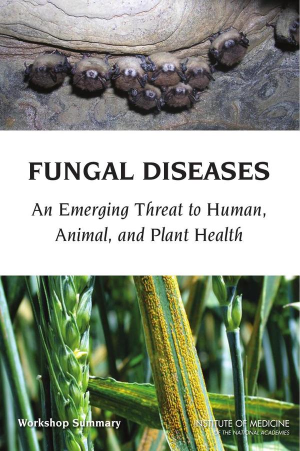 Fungal Diseases
