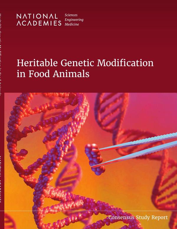 Heritable Genetic Modification in Food Animals