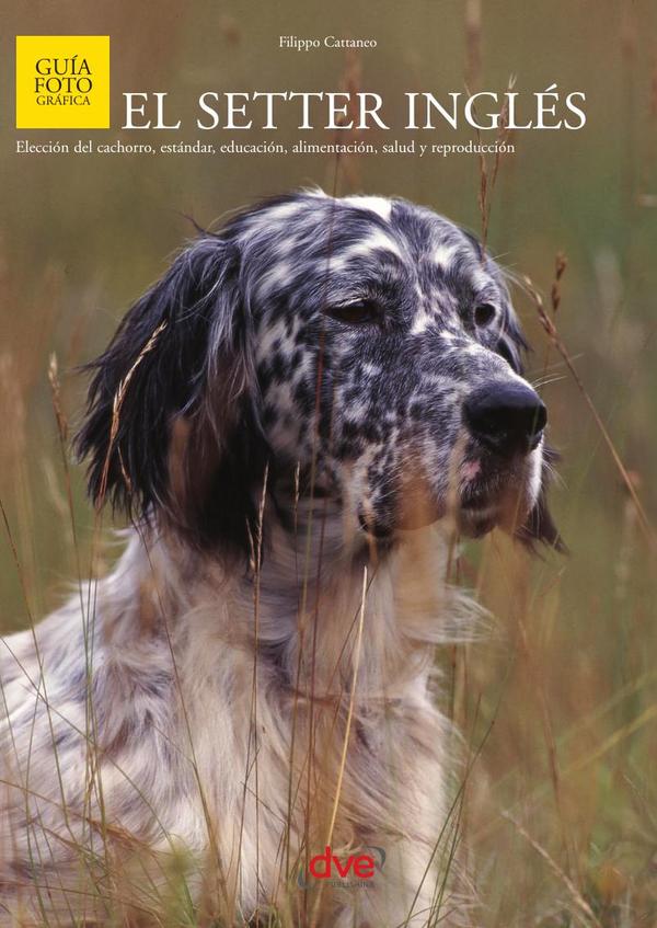 El setter inglés